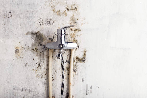 Best White Mold Remediation in Mill Creek, WA