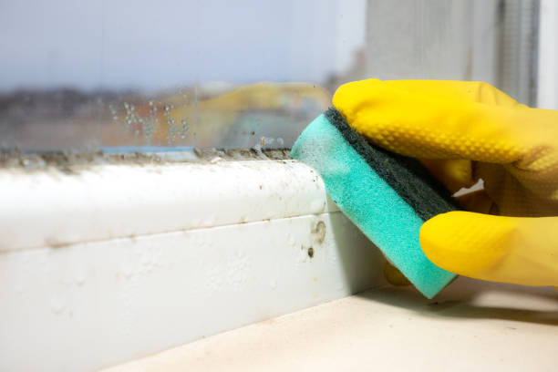 Best Bathroom Mold Remediation in Mill Creek, WA