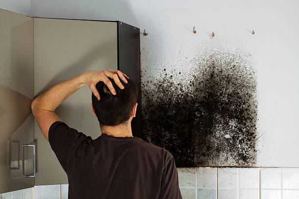 Best Kitchen Mold Remediation in Mill Creek, WA